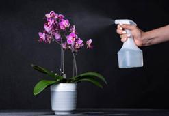 Çiçek yapraklarına su sıkılmalı mı? Çiçekçiler doğrusunu açıkladı!