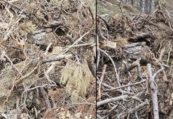 Kendini ve yavrularını kamufle etti! Fotoğrafa dikkatli bakınca fark ediliyorlar