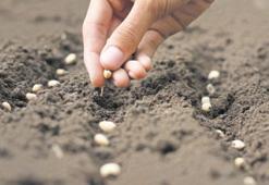 Tohumculukta gelişme sürüyor