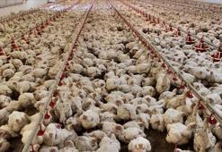 Tavuk eti üretimi martta arttı