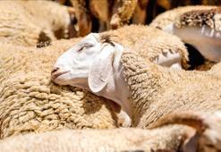 Küçükbaş kurbanlık arzında sıkıntı beklenmiyor