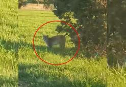 Görenler şaşkına döndü! Güpegündüz yol kenarında karşılaştılar