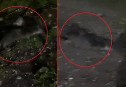 Nehir kıyısında gören inanamadı! 'Bazı sıkıntılı süreçler yaşıyor'