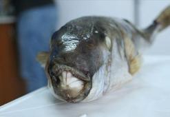 Balon balığı avcılığına yönelik destekleme tutarı artırıldı