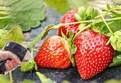 Lazerden kurtaran mucize çilek! Püre yapmak yeter, 10 dakikada mis gibi sonuç