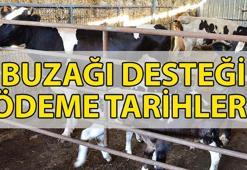BUZAĞI DESTEĞİ ÖDEMELERİ YATTI MI, ne zaman yatacak? 2025 yılı 1. dönem buzağı desteği sorgulama nasıl, nereden yapılır?