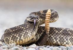 Çıngıraklı yılanların sürpriz faydası!