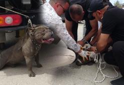 Pitbull kalabalığın arasına daldı! Bir kişi yaralandı, 4 kişi zor zapt etti