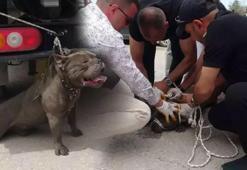 Pitbull kalabalığın arasına daldı! Bir kişi yaralandı, 4 kişi zor zapt etti