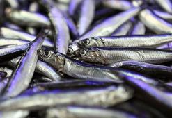 Hamsi ihracatından 4 ayda 4,7 milyon dolar kazanç