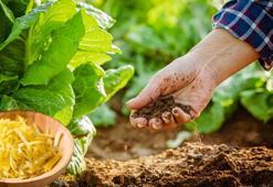 Toprak coşturan gübre! Limon kabuğunu bahçeye gömün, sonucu görün