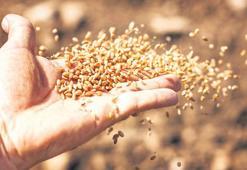 103 ülkeye tohum ihraç ediliyor