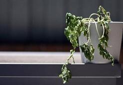 Çöpe atan bin pişman olacak! Çiçeklere öyle faydası var ki, resmen saksıdan taşırıyor