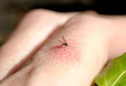 Sivrisinekler yanınıza bile yaklaşamayacak! Sivrisinekleri uzaklaştıran doğal yöntem