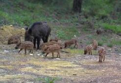 Yer: Karabük! Sürü halinde fotokapana takıldılar