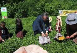 Artvin'de geleneksel çay hasadı etkinliği düzenlendi
