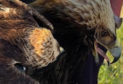 İstanbul’da çalılıkların arasında fark ettiler! ‘Hiç görmemiştik ilk kez karşılaşıyoruz’