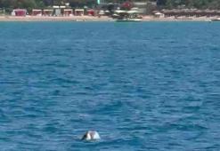 Side açıklarında görüntülendi! Turistler büyük heyecan yaşadı