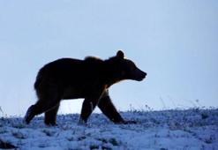 Ardahan'da yaşandı! Yolda önüne çıkan ayıyı kaydetmeye başladı, sonrası inanılmaz