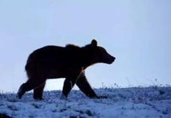 Ardahan'da boz ayı görüntülendi
