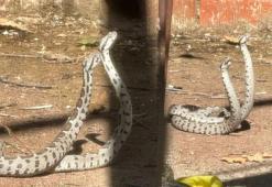 En zehirli tür! Evin bahçesinde şoke eden görüntü! Metrelerce uzunlukta yılanlar...