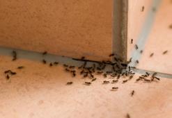 Karıncalar kaçacak yer arayacak! Kokusundan nefret ediyorlar, olduğu yere yanaşamıyorlar