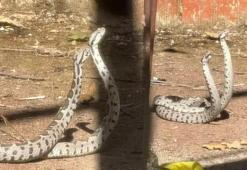 Şeritli engereklerin çiftleşme dansı kamerada