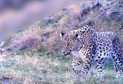 Bakan Yumaklı, Anadolu Parsı'nın fotokapana yakalanan yeni görüntülerini paylaştı