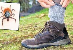 Kene ısırıklarına dikkat!