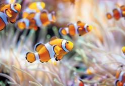 Kayıp balık Nemo zayıflıyor