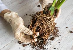 Orkideye hayat öpücüğü! Altına aloe vera koyun, köklenip 4 mevsim çiçek açıyor