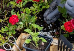 Bahçıvanların sır gibi sakladığı güle can veren teknik! Çöpe atmak yerine toprağına serpiştirin