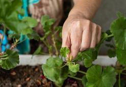 Sardunya çiçeğini coşturan teknik! Bu kür sayesinde sardunyalar capcanlı olacak