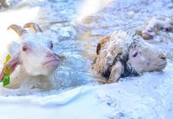 800 yıllık kadim sır! Üniversiteliler fark etti, eğer koyunlar suya atlıyorsa...