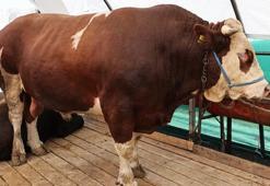 Kurban pazarının gözdesi 'şampiyon' oldu! Tam 1 ton 150 kilo ağırlığında: İşte fiyatı...