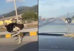 Deve kuşunu trafikte gören vatandaşın şaşkınlık yaşadığı anlar gülümsetti