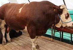 Kurban pazarının gözdesi 'şampiyon' oldu! Tam 1 ton 150 kilo ağırlığında
