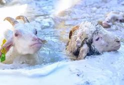 Veteriner fakültesinde 8 asırlık 'koyun yıkama’ geleneği gerçekleştirildi