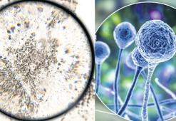 Mantar kâbusu! Akciğerleri tüketen Aspergillus küresel ısınmayla yayılıyor