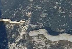 Kentte korku dolu anlar! En zehirli tür yola indi