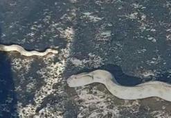 Kentte korku dolu anlar! En zehirli tür yola indi