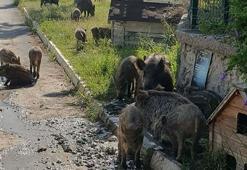 Kenti sürü halinde istila etmişlerdi! Ekipler alarma geçti