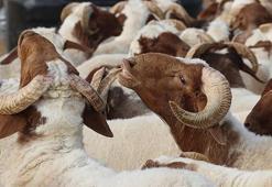 İl İl 2025 Kurbanlık Fiyatları: Küçükbaş ve Büyükbaş kurbanlıklar kaç TL'den başlıyor? (Kilo ve kesim ücret tablosu)