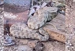 Çıtırtılardan şüphelendi! Dev yılanı görünce şoke oldu