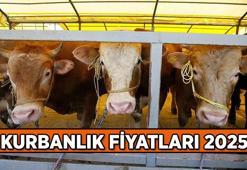 Kurbanlık fiyatları 2025 ne kadar? Küçükbaş ve Büyükbaş kurbanlık fiyatı kaç TL? Vekaletle kurban kesim bedeli yurt içi, yurt dışı kaç para?