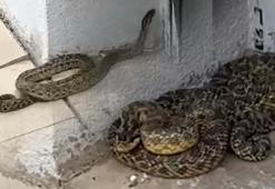 Okula girmeye çalışan devasa yılan panik yarattı!