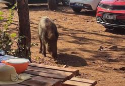 Aydın'da sıra dışı olay! Denize giren kadının çantasını domuzlar kaçırdı