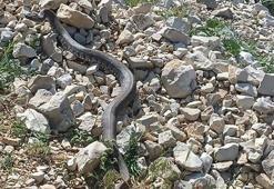 Okula girmeye çalışan yılan panik yarattı!