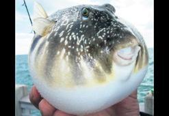 İstilacı zararı 2.2 trilyon dolar