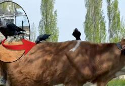 Kargalar, ineğin tüylerini yolup götürdü! Sebebi şaşkına çevirdi